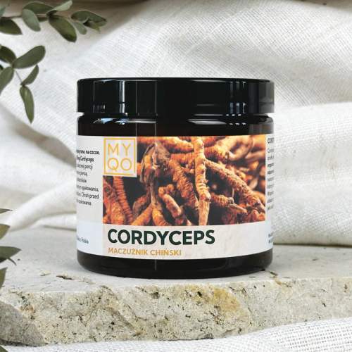 cordyceps-sinensis-maczuznik-chinski.jpg
