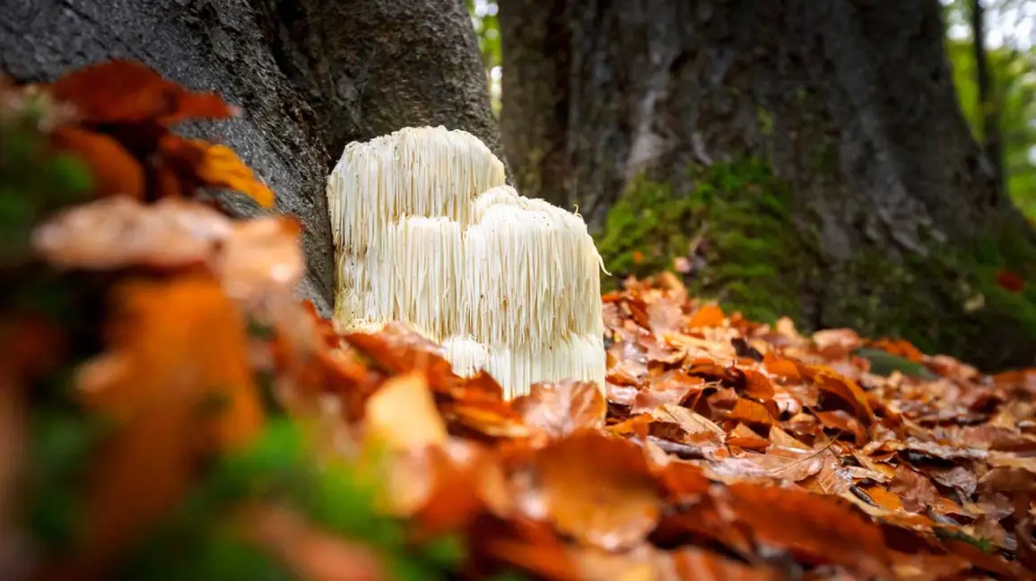 Soplówka jeżowata – grzyb Lion's Mane