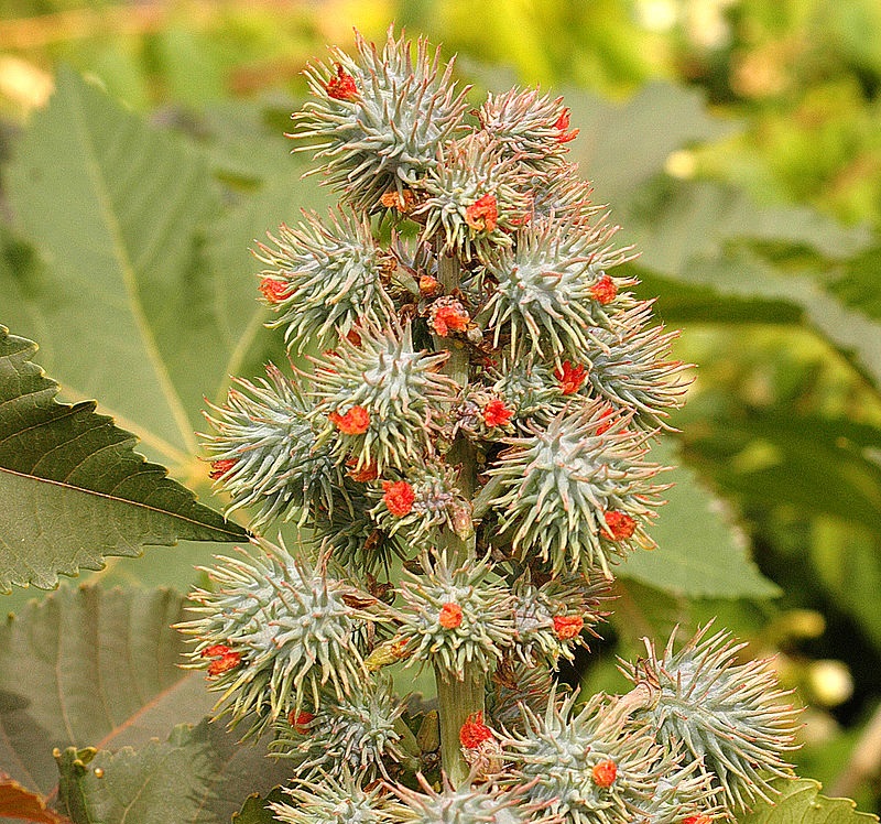 Właściwości oraz zastosowanie oleju rycynowego.